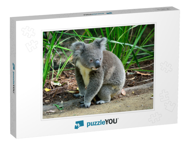 Koala Sitting on the Ground in Queensland, Australia... Jigsaw Puzzle