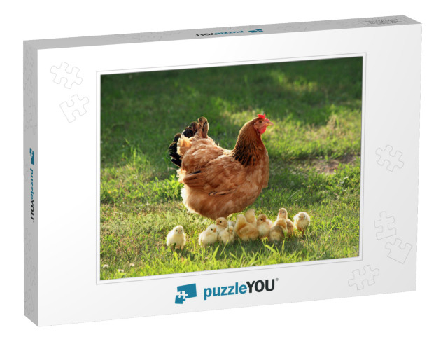 Mother Hen with Chickens in a Rural Yard. Chickens in a G... Jigsaw Puzzle