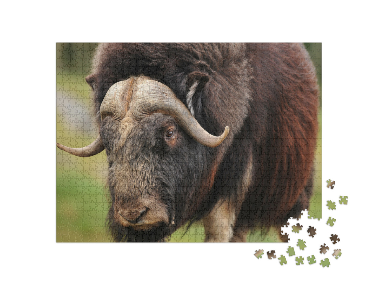 Portrait of an Angry Musk Ox with Big Horns... Jigsaw Puzzle with 1000 pieces