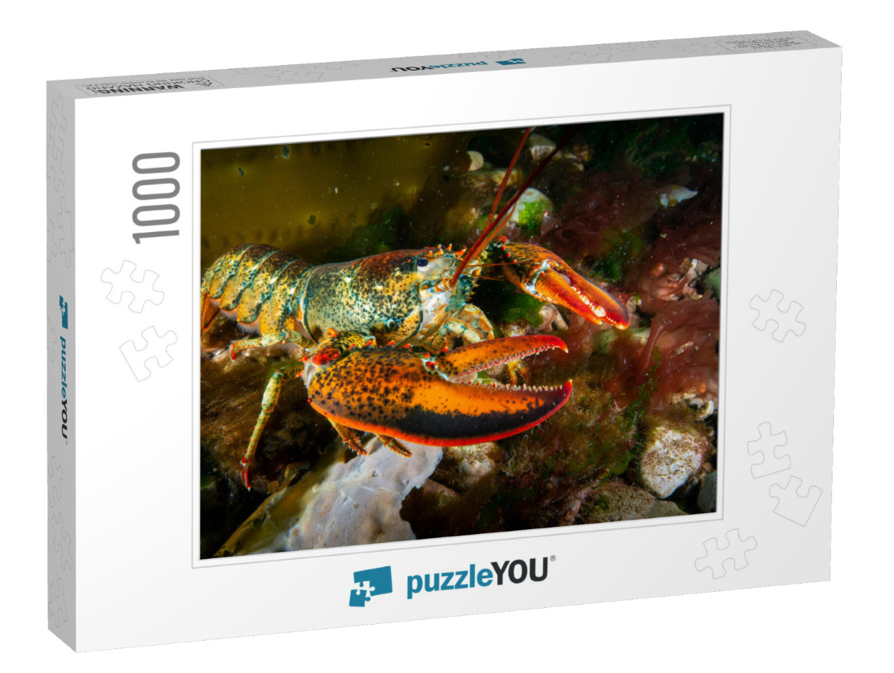 American Lobster Underwater Foraging for Food on R... Jigsaw Puzzle with 1000 pieces