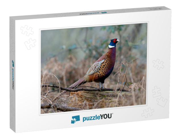 Common Pheasant, Phasianus Colchicus, Single Male on Log... Jigsaw Puzzle