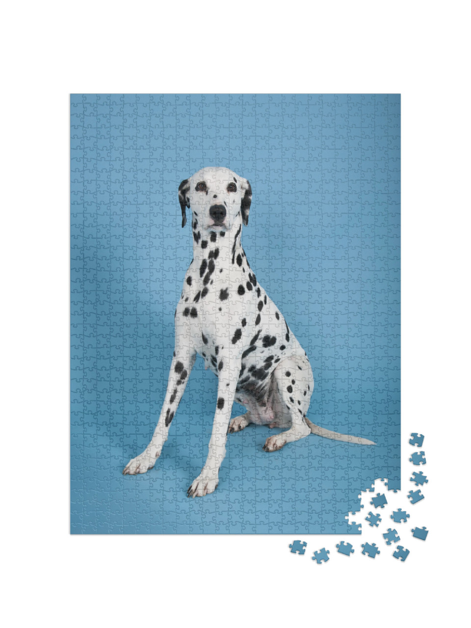 Dalmatian Dog on Blue Background, Dalmatian Dog... Jigsaw Puzzle with 1000 pieces