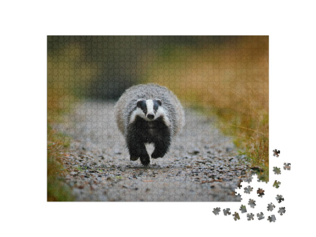 Badger Running in the Forest Gravel Road. Action Wildlife... Jigsaw Puzzle with 1000 pieces