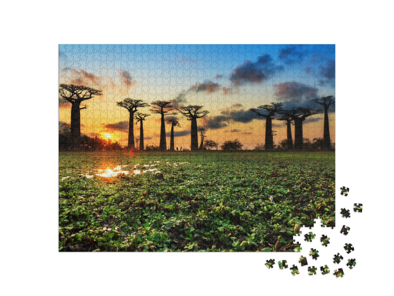 Beautiful Baobab Trees At Sunset At the Avenue of the Bao... Jigsaw Puzzle with 1000 pieces