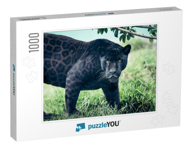 Portrait of the Black Panther, Wild Cat Looking Straight... Jigsaw Puzzle with 1000 pieces