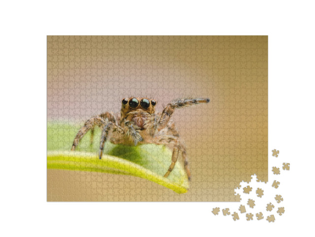 Macro Closeup on Hyllus Semicupreus Jumping Spider. This... Jigsaw Puzzle with 1000 pieces