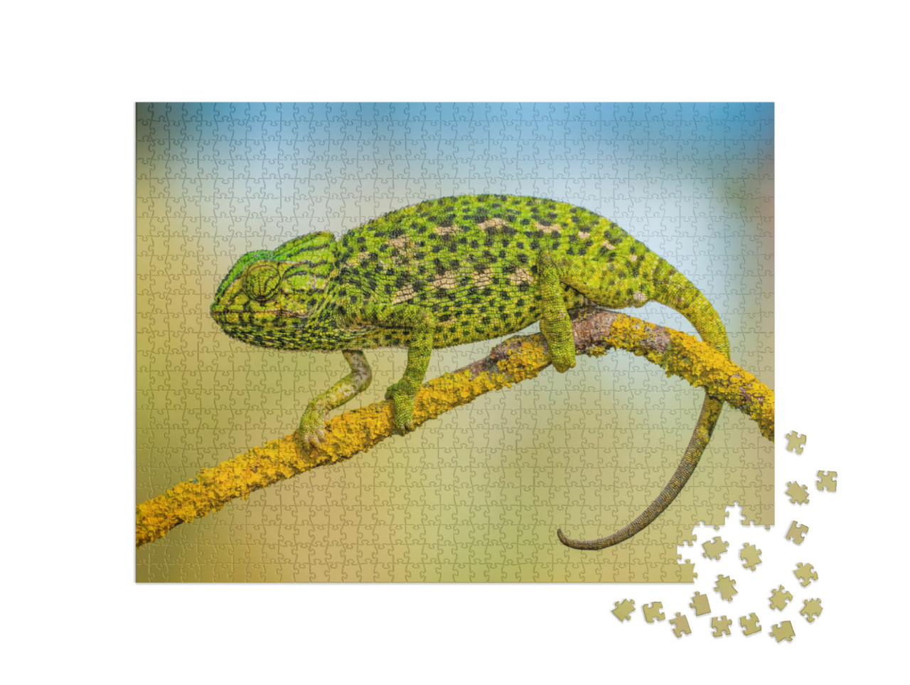 Common Chameleon... Jigsaw Puzzle with 1000 pieces