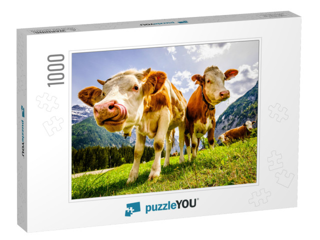 Nice Cows At the Eng Alm in Austria... Jigsaw Puzzle with 1000 pieces