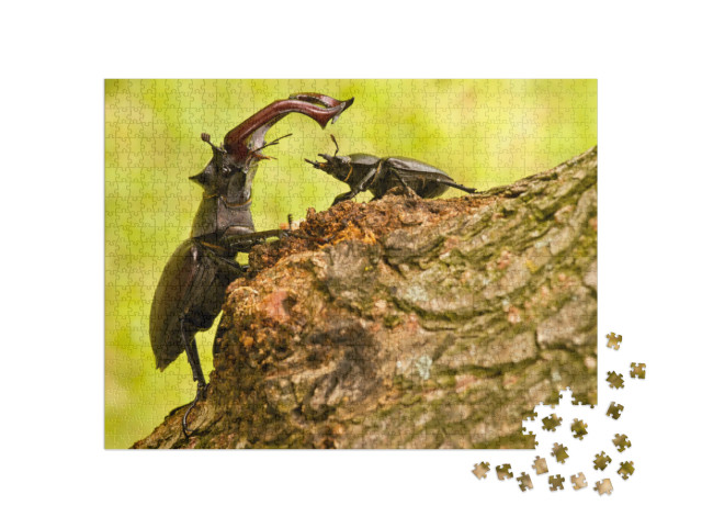 Majestic Male Stag Beetle, Lucanus Cervus, Dominating Ove... Jigsaw Puzzle with 1000 pieces