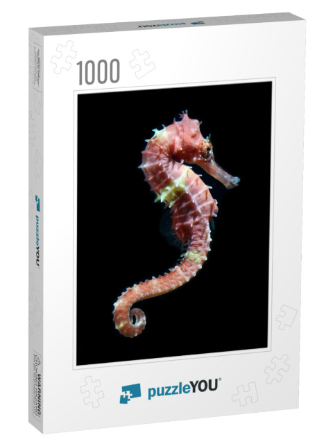 Seahorse Hippocampus Swimming Isolated on Black... Jigsaw Puzzle with 1000 pieces