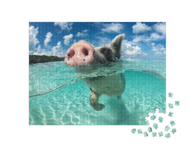 Wild, Swimming Pig on Big Majors Cay in the Bahamas... Jigsaw Puzzle with 1000 pieces