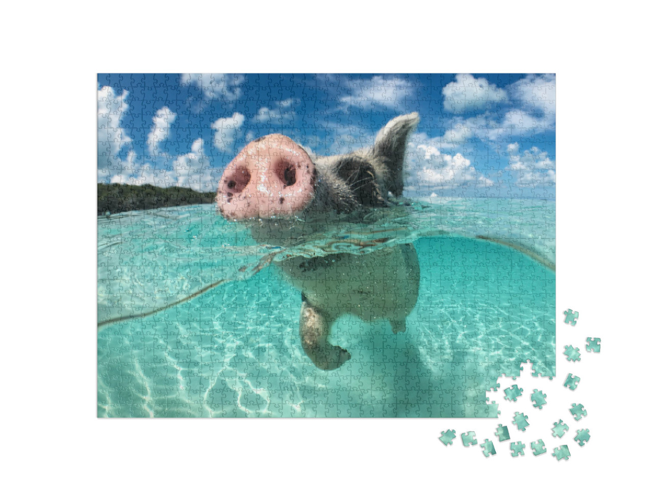 Wild, Swimming Pig on Big Majors Cay in the Bahamas... Jigsaw Puzzle with 1000 pieces