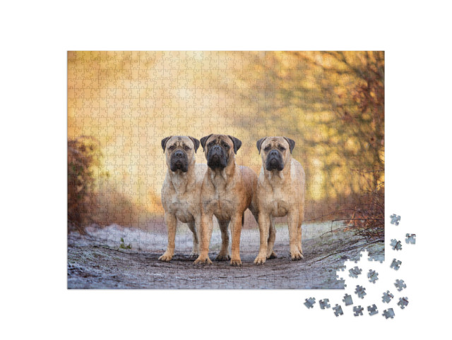 Three Bull Mastiffs on a Frosty Morning... Jigsaw Puzzle with 1000 pieces