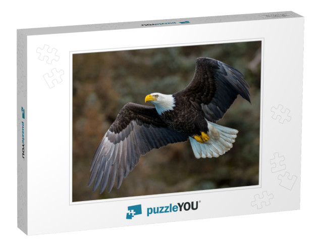 American Bald Eagle in Flight Against Alaskan Mountainsid... Jigsaw Puzzle