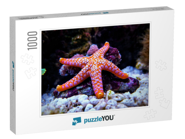 Fromia Seastar in Coral Reef Aquarium Tank is One of the... Jigsaw Puzzle with 1000 pieces