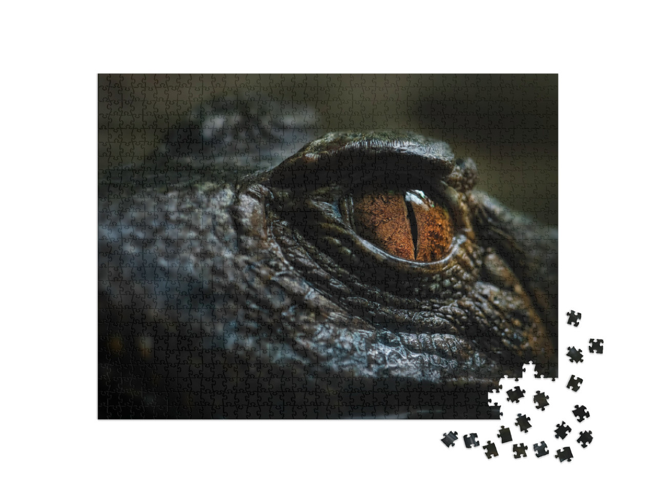 Cuviers Smooth-Fronted Caiman - Paleosuchus Palpebrosus... Jigsaw Puzzle with 1000 pieces