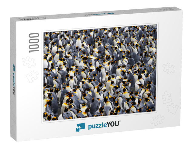 King Penguin Colony... Jigsaw Puzzle with 1000 pieces