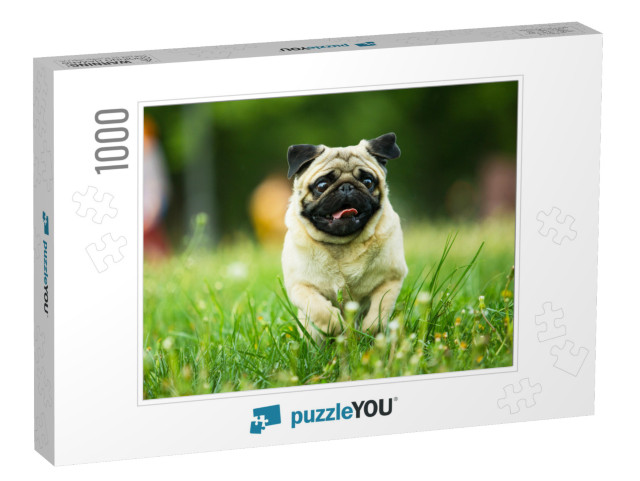 Dog, Pug, Animal, Puppy, Pet, Canine, Cute, Breed, Bulldo... Jigsaw Puzzle with 1000 pieces