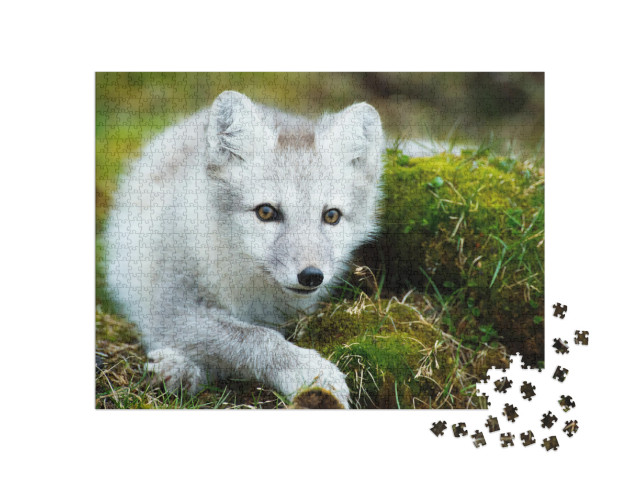 Arctic Fox Fighting in Winter... Jigsaw Puzzle Jigsaw Puzzle with 1000 pieces