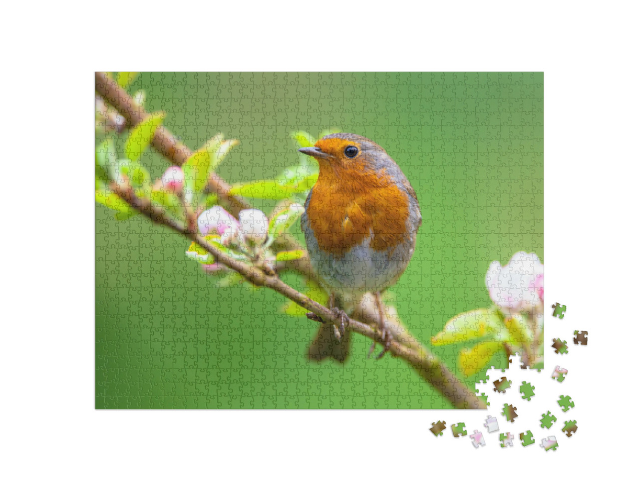 A Red Robin Erithacus Rubecula in Between White Fruit Blo... Jigsaw Puzzle with 1000 pieces