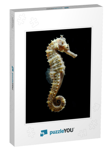 Seahorse Hippocampus Swimming Isolated on Black... Jigsaw Puzzle