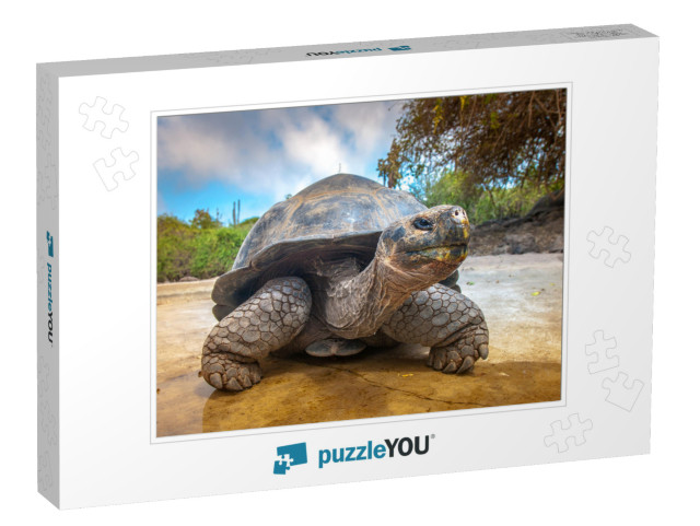 Galapagos Islands. Galapagos Tortoise. Big Turtle. Ecuado... Jigsaw Puzzle