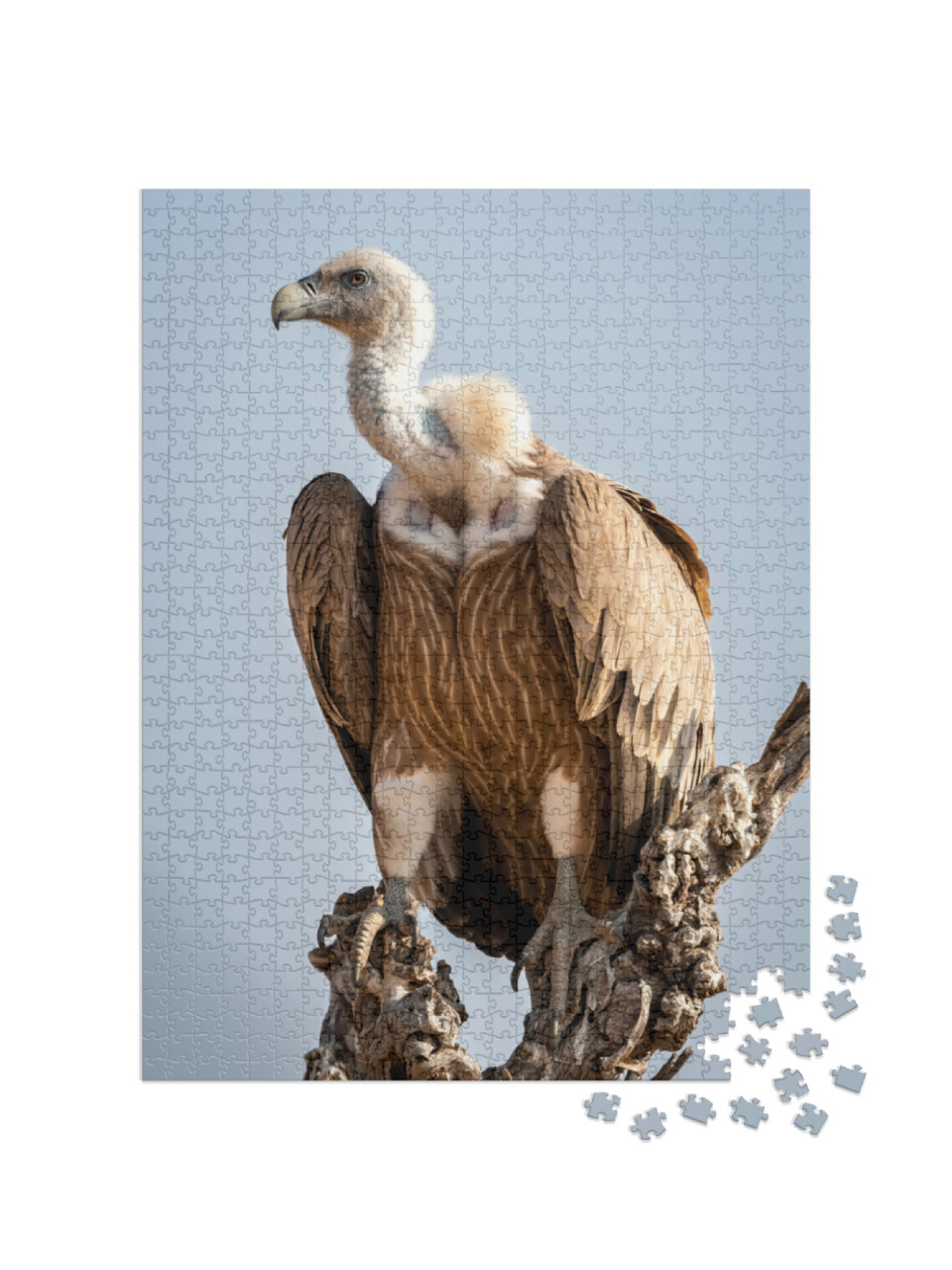 Griffon Vulture or Eurasian Griffon or Gyps Fulvus Closeu... Jigsaw Puzzle with 1000 pieces