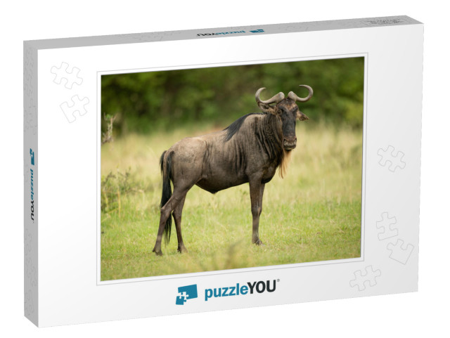 Blue Wildebeest Stands Eyeing Camera in Grassland... Jigsaw Puzzle