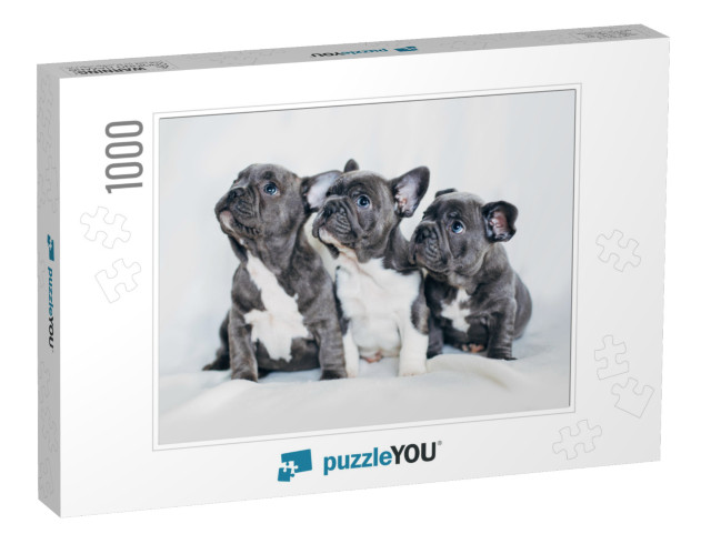 Portrait of Three Adorable Bulldog Puppies Looking in One... Jigsaw Puzzle with 1000 pieces