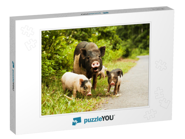 Cute Pig with Piglets on Countryside Road... Jigsaw Puzzle