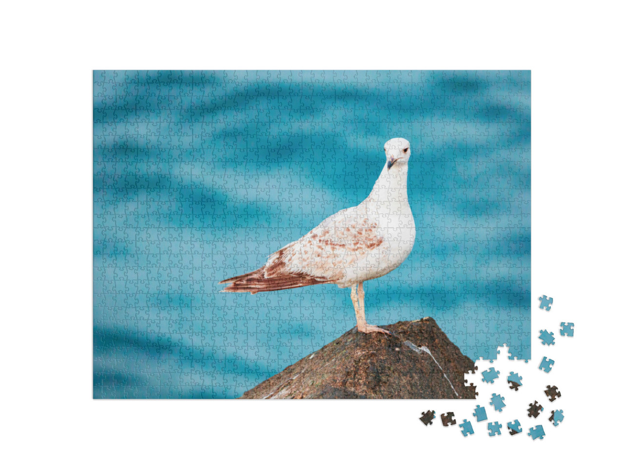 Seagulls Are Very Intelligent Birds, Who Live in Colonies... Jigsaw Puzzle with 1000 pieces