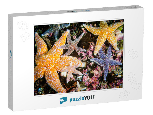 Common Starfish Underwater in the Gulf of St. Lawrence... Jigsaw Puzzle