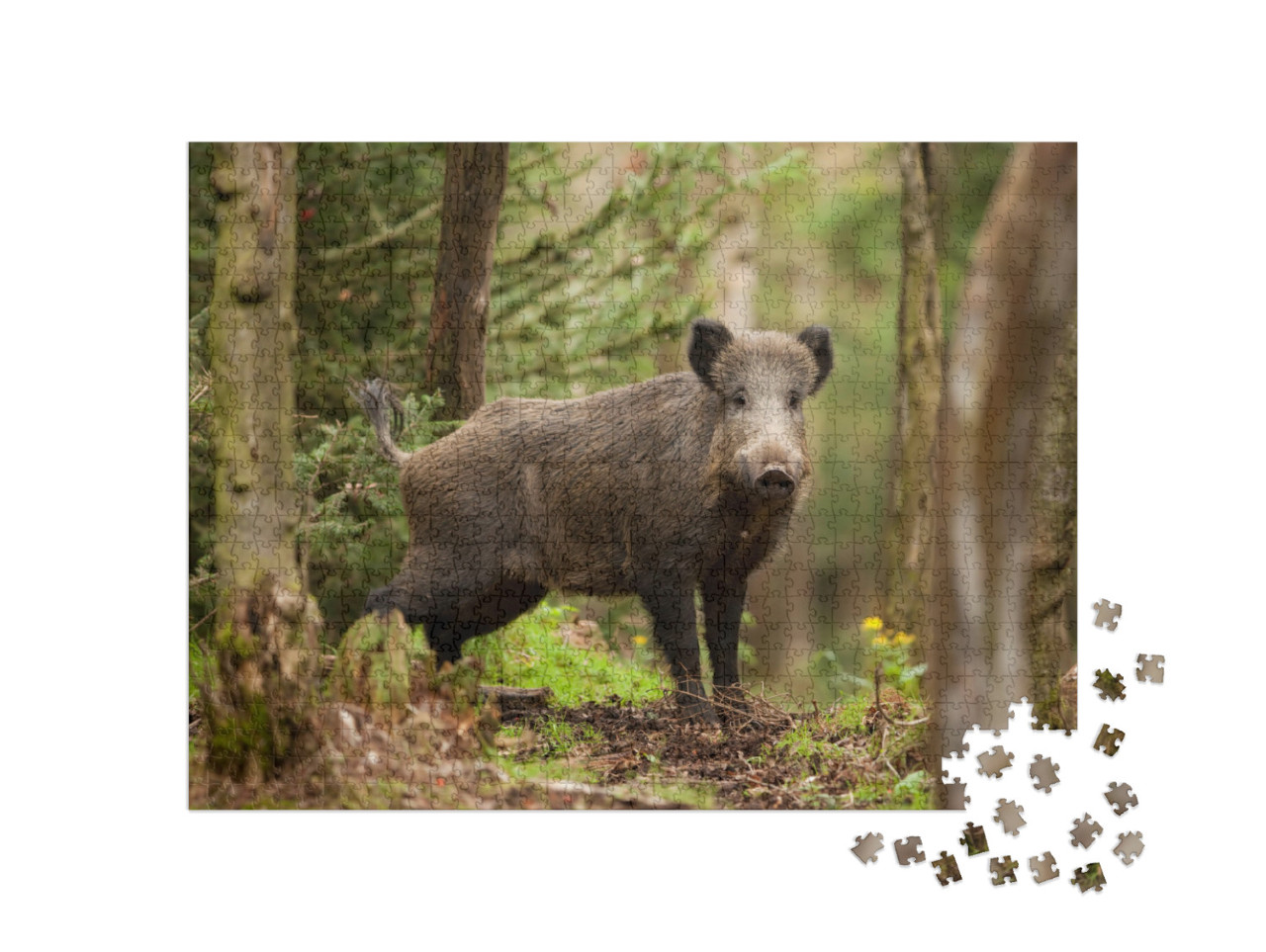 Wild Boar, Sus Scrofa, Czech Republic... Jigsaw Puzzle with 1000 pieces