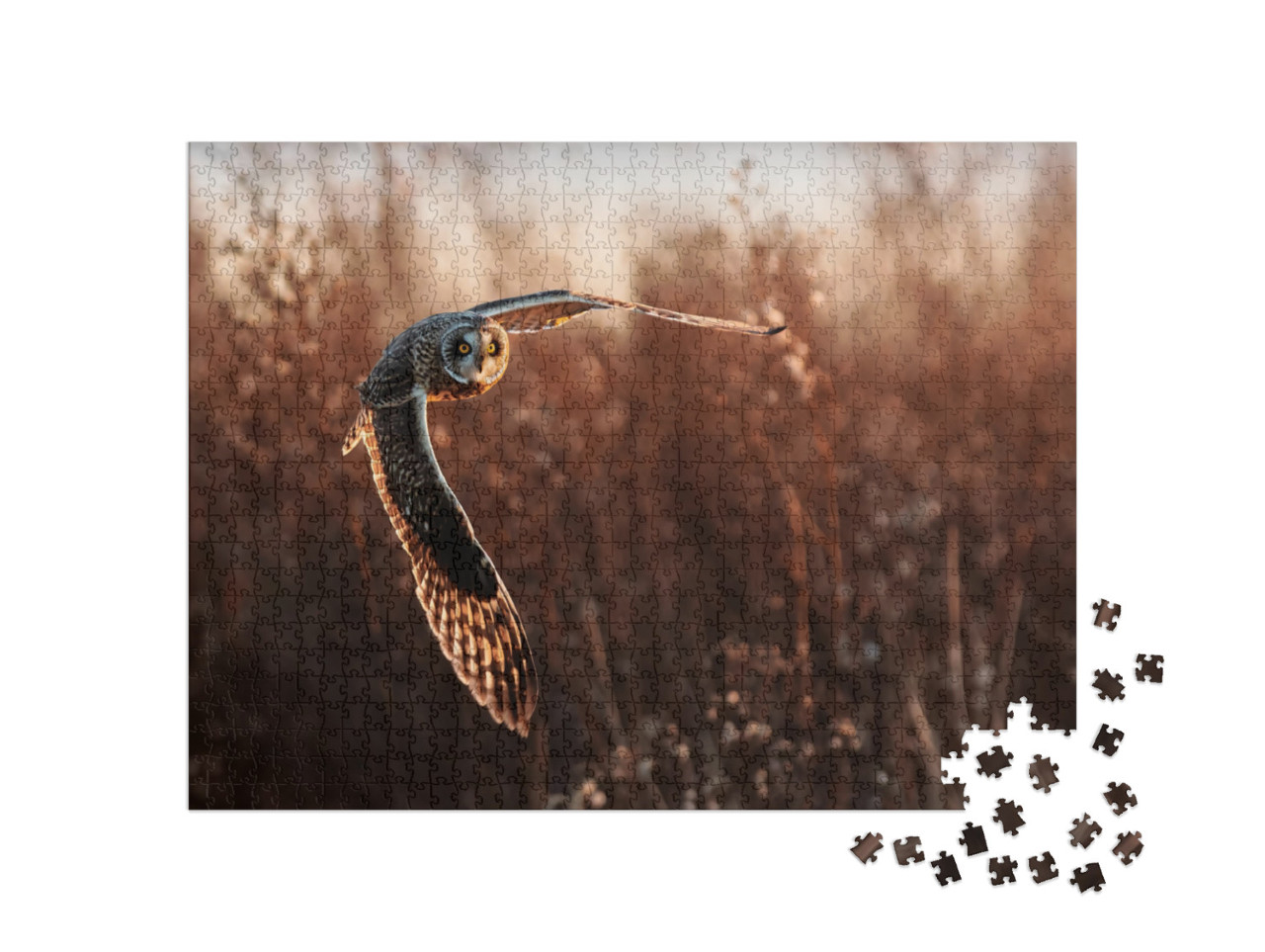 Short Eared Owl in Flight Hunting... Jigsaw Puzzle with 1000 pieces