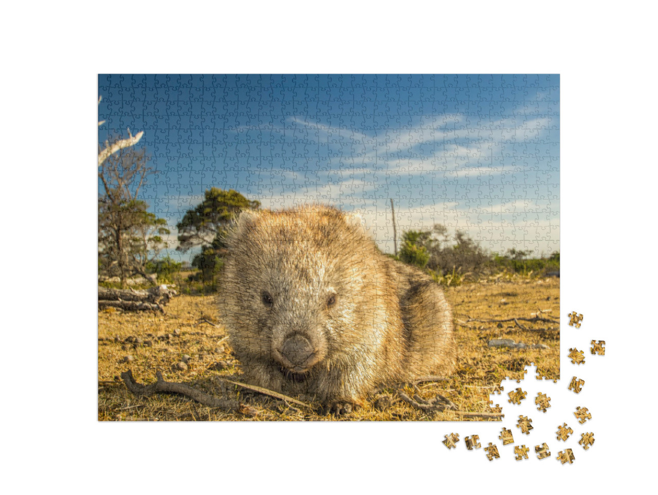 Maria Island, Tasmania, Australia- March 2019 Wombat Vomb... Jigsaw Puzzle with 1000 pieces