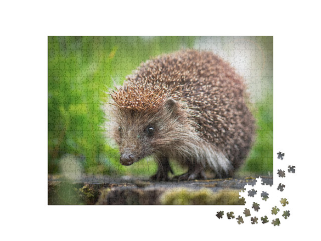 Cute Common Hedgehog on a Stump in Spring or Summer Fores... Jigsaw Puzzle with 1000 pieces