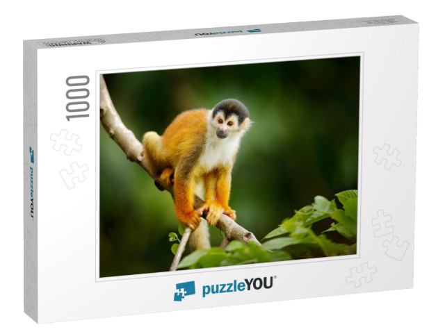 Squirrel Monkey, Saimiri Oerstedii, Sitting on the Tree T... Jigsaw Puzzle with 1000 pieces