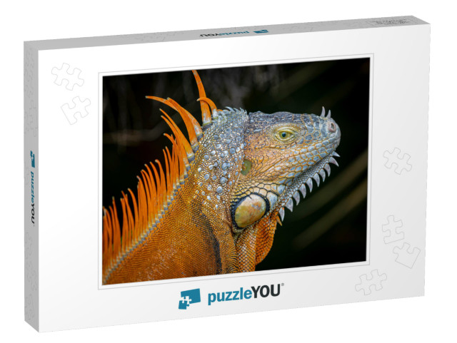 Orange Morph of an Adult Green Iguana Iguana... Jigsaw Puzzle