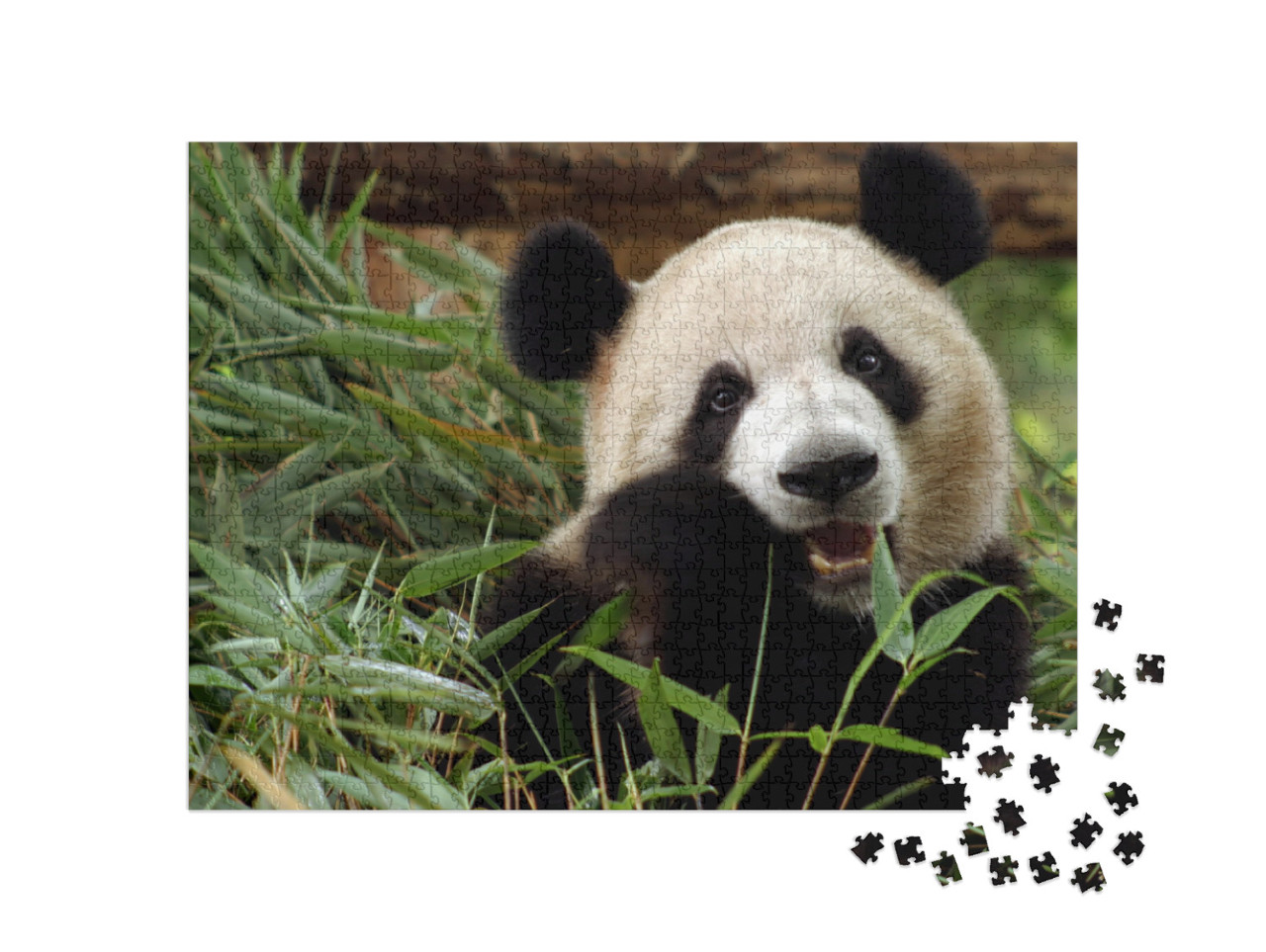 Photo of Giant Panda, the Giant Panda is Endangered Speci... Jigsaw Puzzle with 1000 pieces