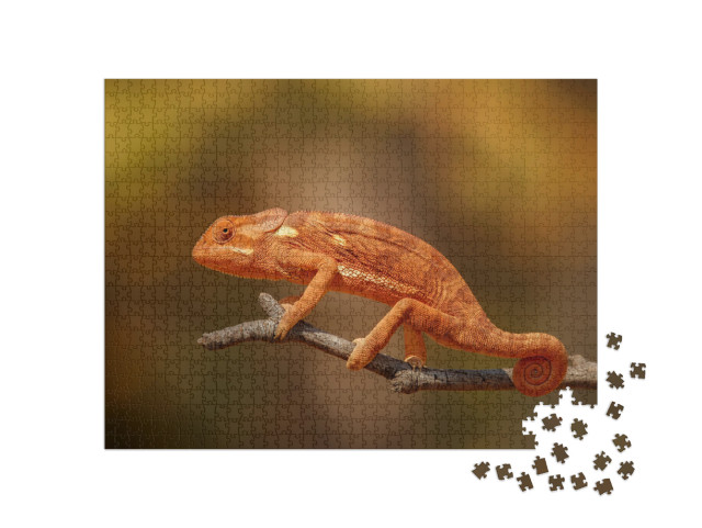 Flap Necked Chameleon with Amazing Blurry Background. Wil... Jigsaw Puzzle with 1000 pieces