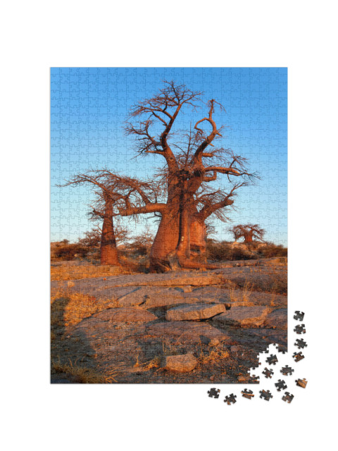 Baobabs Adansnia Digitata, Kubu Island, in the South West... Jigsaw Puzzle with 1000 pieces