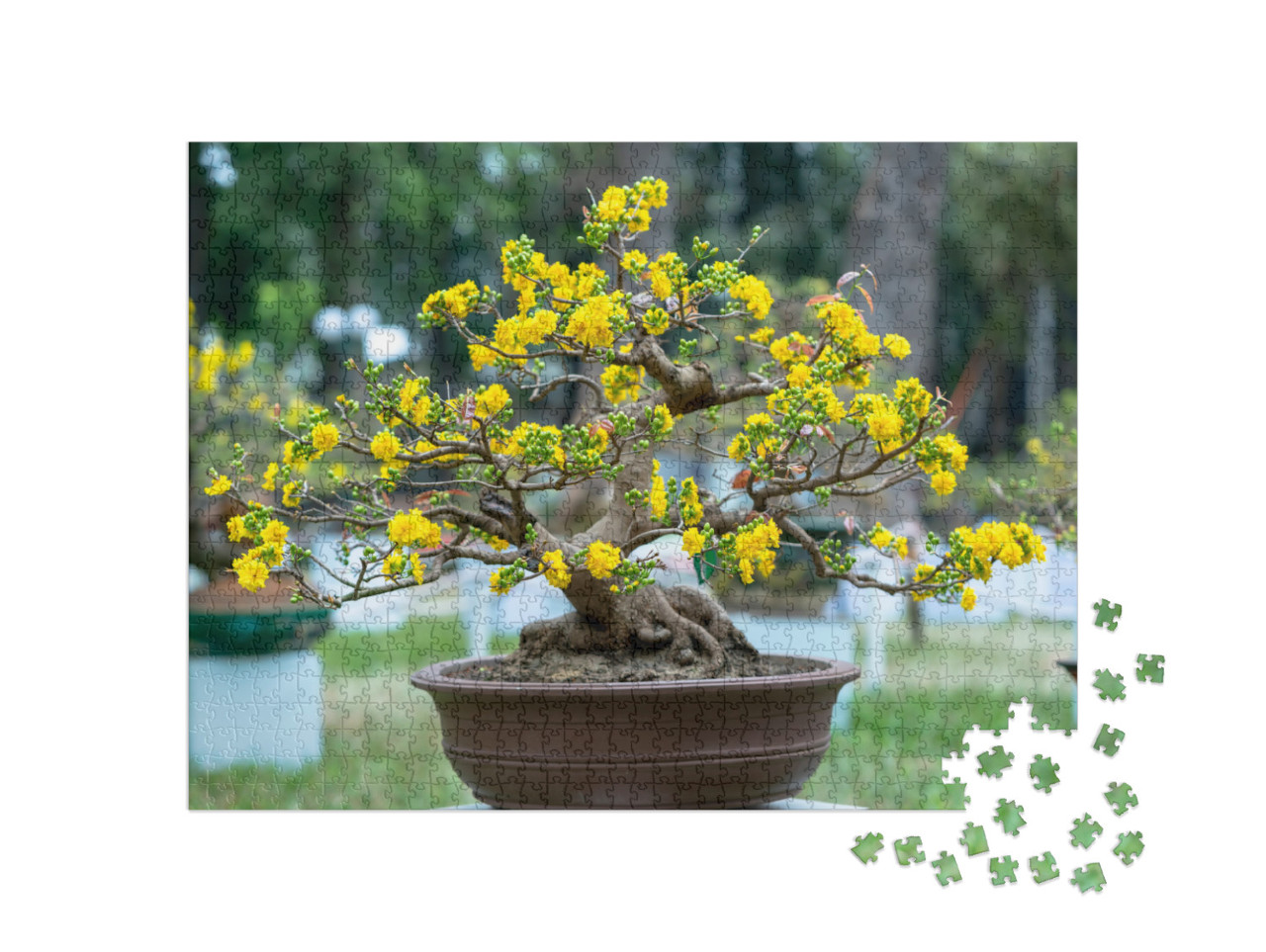 Apricot Bonsai Tree Blooming with Yellow Flowering Branch... Jigsaw Puzzle with 1000 pieces