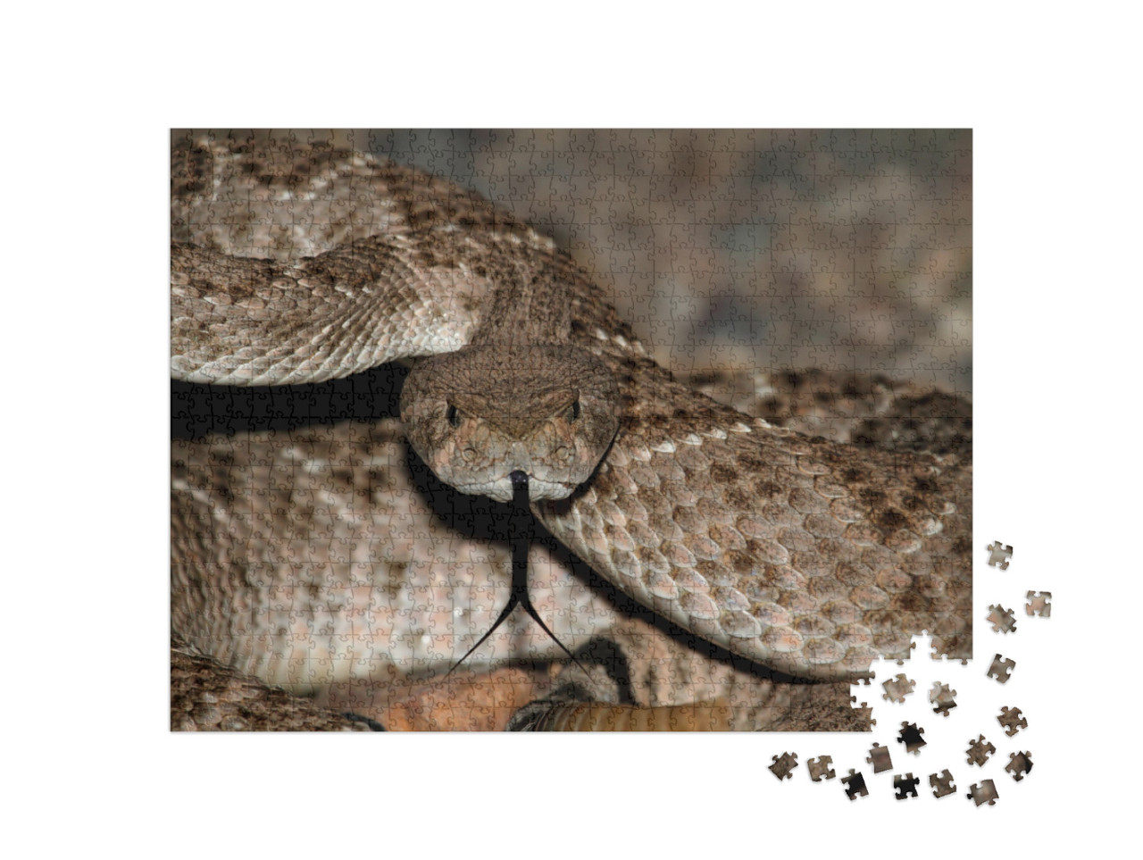 Mojave Rattlesnake Crotalus Scutulatus Coiled to Strike... Jigsaw Puzzle with 1000 pieces