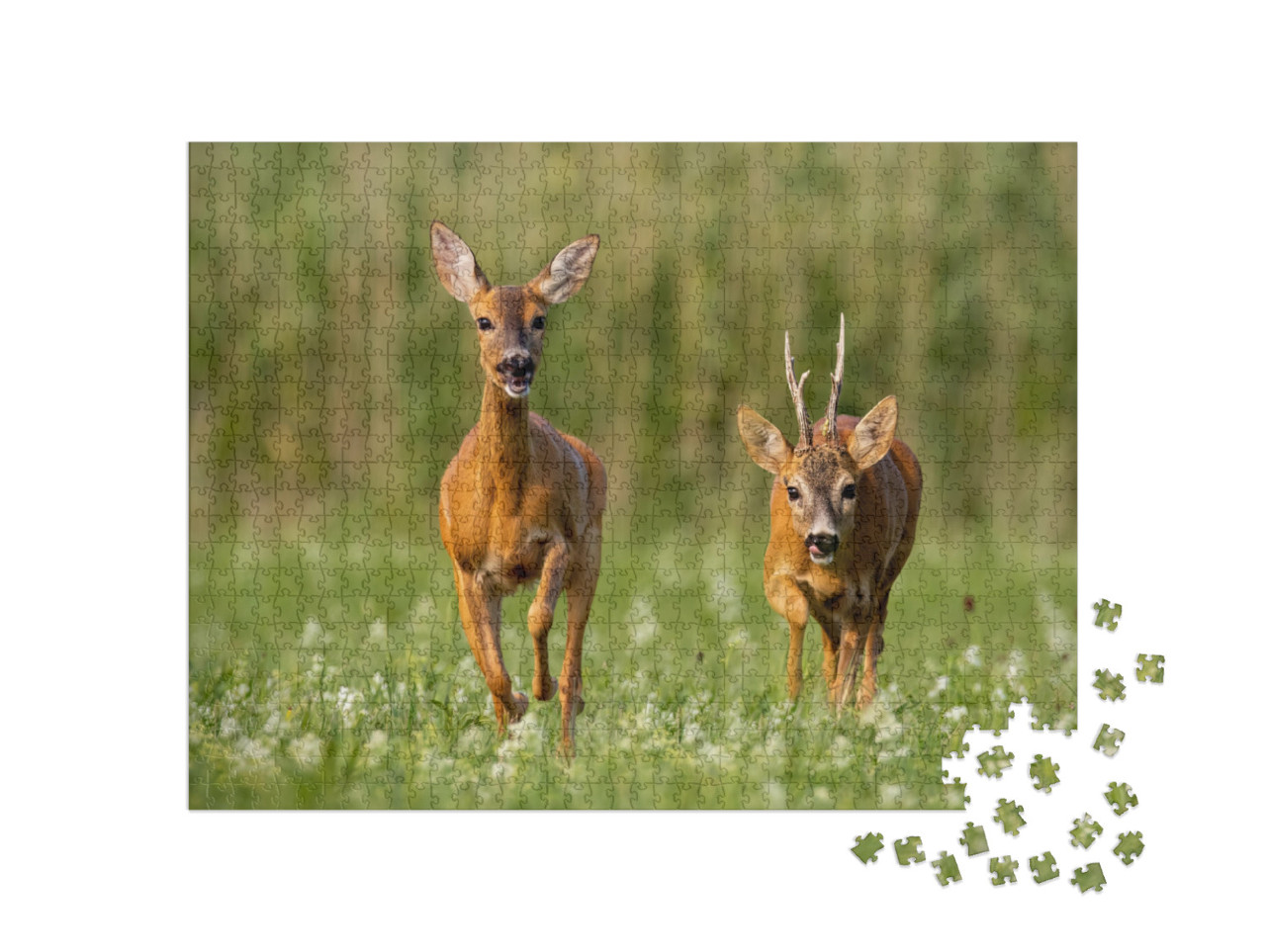 Roe Deer, Capreolus Capreolus, Buck & Doe During Rutting... Jigsaw Puzzle with 1000 pieces