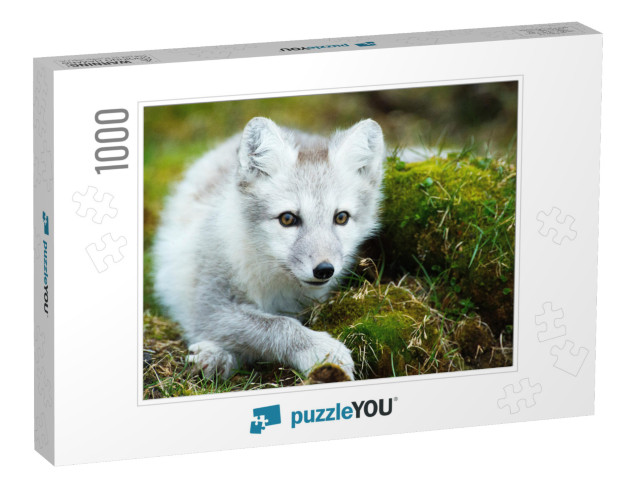 Arctic Fox Fighting in Winter... Jigsaw Puzzle Jigsaw Puzzle with 1000 pieces