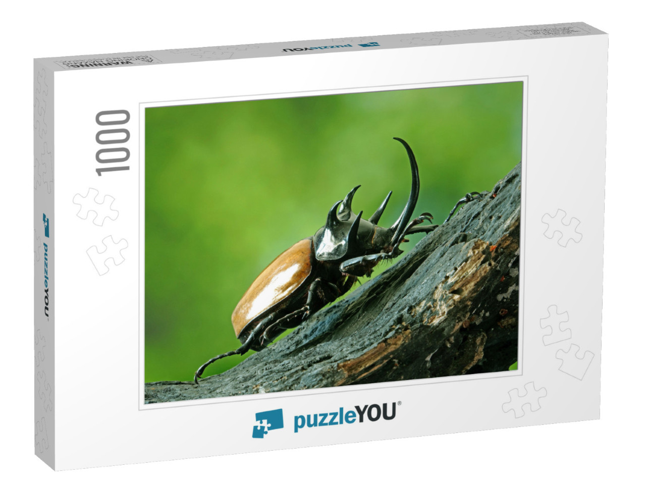 Five-Horned Rhinoceros Beetle Eupatorus Gracilicornis Als... Jigsaw Puzzle with 1000 pieces