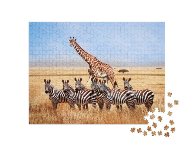 Group of Wild Zebras & Giraffe in the African Savanna Aga... Jigsaw Puzzle with 1000 pieces