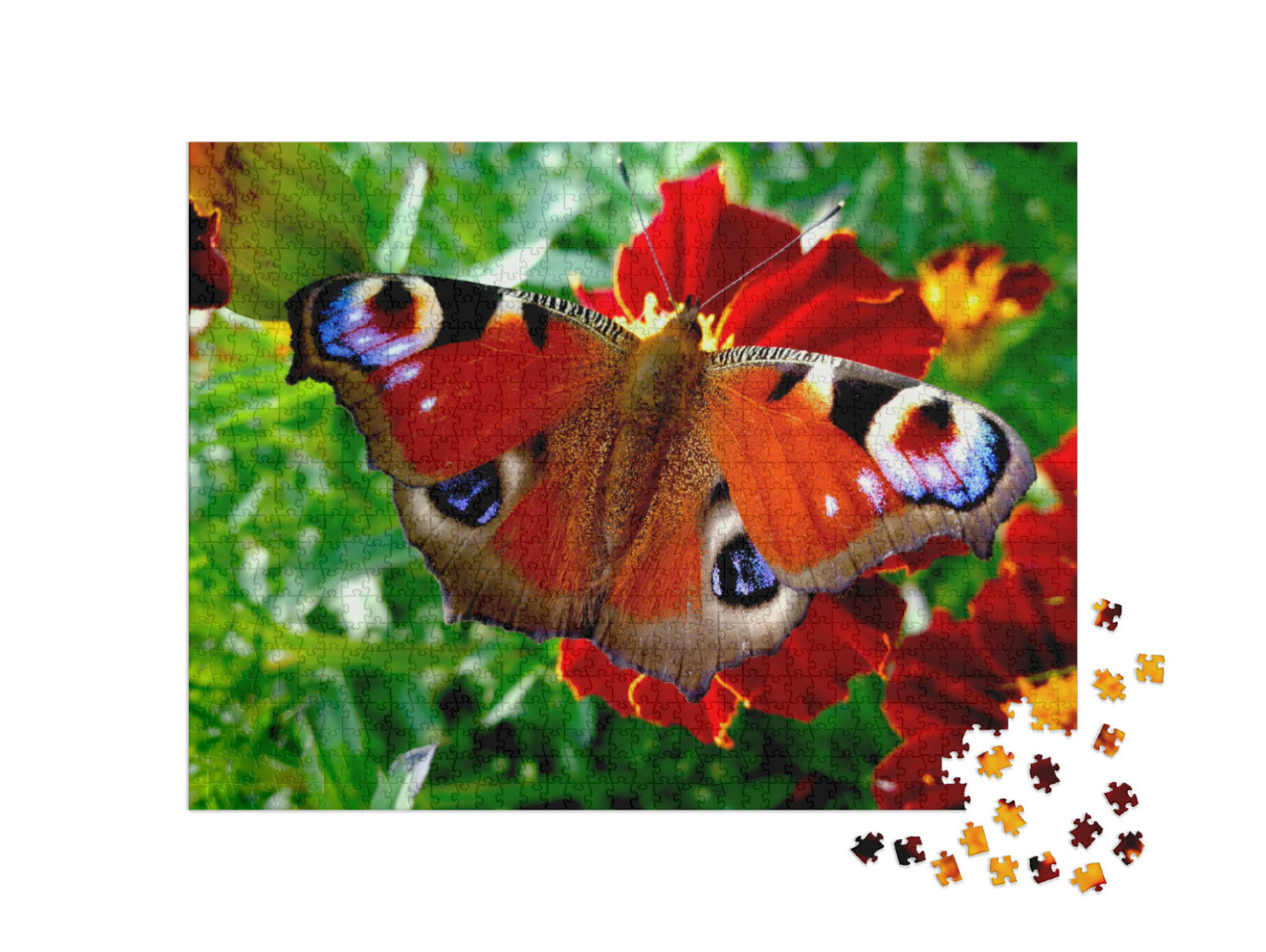 The Peacock Butterfly on the Flower. Colorful Butterfly... Jigsaw Puzzle with 1000 pieces