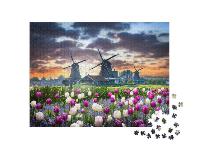 Netherlands Landscape with Beautiful Violet & White Tulip... Jigsaw Puzzle with 1000 pieces