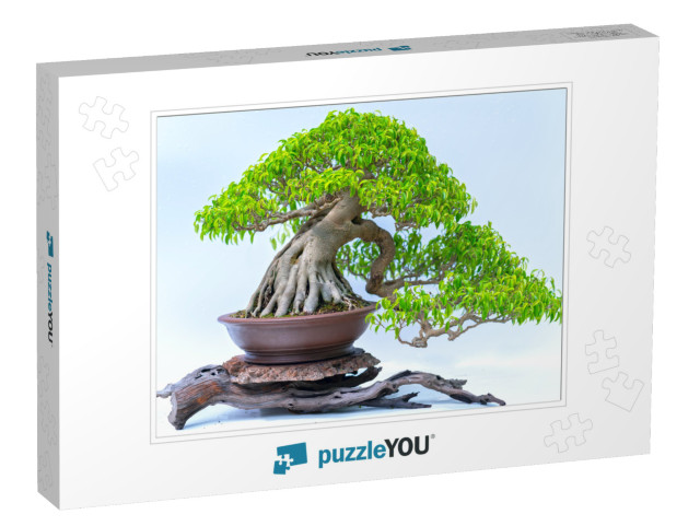 Green Old Bonsai Tree Isolated on White Background in a P... Jigsaw Puzzle